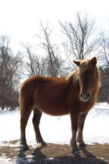 A wild horse roaming Assateague Island, on a cool winter's day, in Worcester County, Maryland.