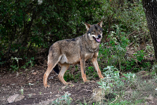 Iberian wolf // Iberischer Wolf // Lobo ib&eacute;rico (Canis lupus signatus)