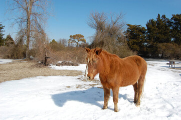 A wild horse roaming Assateague Island, on a cool winter's day, in Worcester County, Maryland.