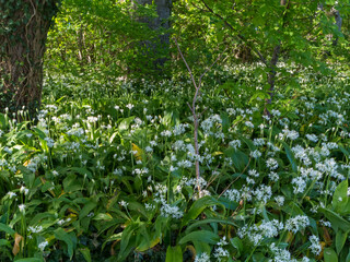 Allium ursinum (bear garlic) in the forest. It known as wild garlic, wild cowleek, ramsons, is a bulbous perennial flowering plant in the amaryllis family Amaryllidaceae.