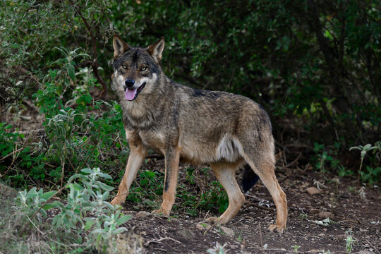 Iberischer Wolf // Iberian wolf // Lobo ib&eacute;rico (Canis lupus signatus)
