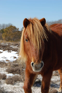 A wild horse seemingly posing for the camera on Assateague Island, in Worcester County, Maryland.