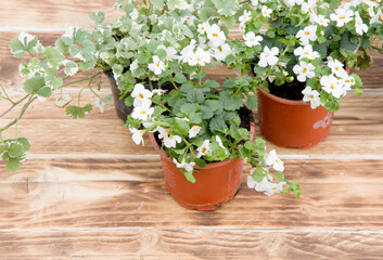 seedlings of white flowers in pots are on the table for transplanting and green gloves with a spatula