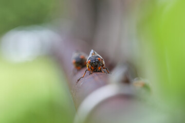 Periodical Brood X cicadas emerge after 17 years underground