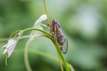 Periodical Brood X cicadas emerge after 17 years underground