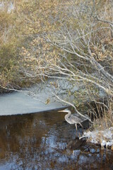 A great blue heron enjoying a cold winter's day on Assateague Island, Worcester County, Maryland.