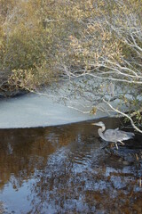 A great blue heron enjoying a cold winter's day on Assateague Island, Worcester County, Maryland.