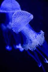 jelly fish in aquarium