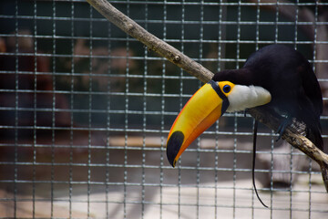 toucan on a fence