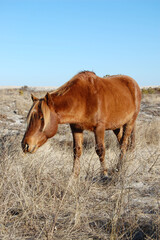 A wild horse living on Assateague Island, in Worcester County, Maryland.