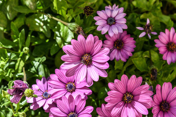 Obraz premium pink flowers in the garden