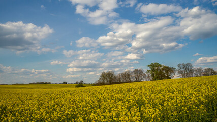ein blühendes Rapsfeld vor blauem Himmel mit Wolken 