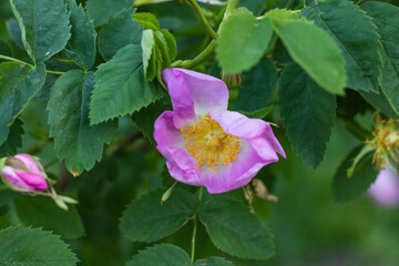 Rosehip blooming in summer, rosehip pink flower blooming