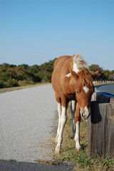 A young wild horse roaming Assateague Island, in Worcester County, Maryland.