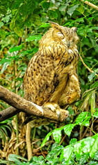 Chimelong Safari Park Guangzhou birds life bright colors