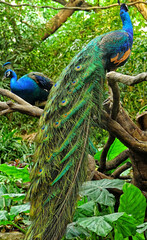 Obraz premium Chimelong Safari Park Guangzhou birds life bright colors