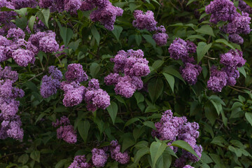 Colorful purple Lilacs blossoms with green leaves. Floral pattern. Lilac background texture. Lilac wallpaper