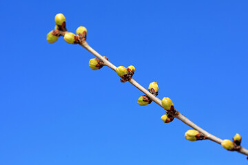 Pear buds in the background of blue sky, North China