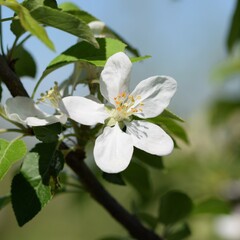 Blooming apple closeup, bokeh background