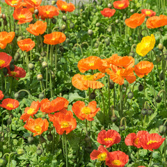 Fototapeta premium Red and orange poppies in the flowerbed lined with bright sun