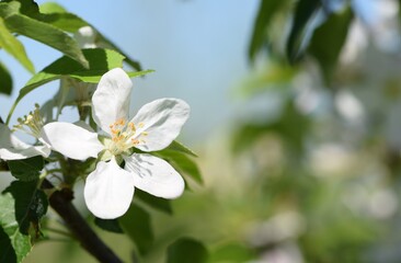 Blooming apple closeup, background bokeh, sky and trees