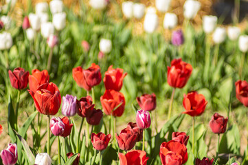 Obraz premium Amazing tulip flowers blooming in a tulip field