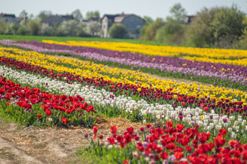 Amazing tulip flowers blooming in a tulip field
