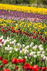 Obraz premium Amazing tulip flowers blooming in a tulip field