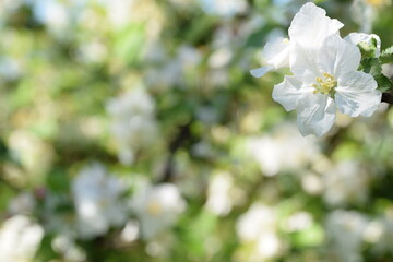 Blooming apple closeup, bokeh background with apple blossoms