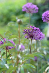 Allium Giganteum blooming in a garden among paeonies  in buds, ornamental garlic flowers.