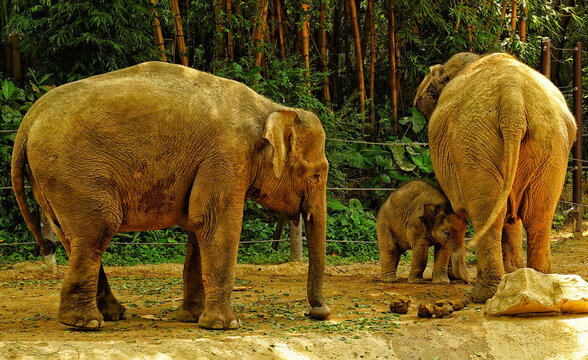 Chimelong Safari Park Guangzhou Elephants