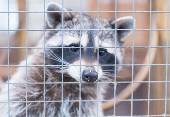 A raccoon in a contact zoo behind a metal fence. Petting zoo.
