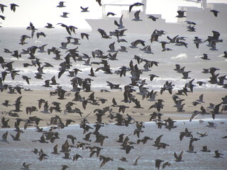 Migración aves 