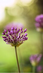 Allium Giganteum blooming in a garden, ornamental garlic flowers, bokeh background, closeup