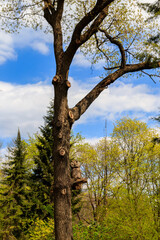 Fototapeta premium Wooden sculpture of owl sitting on a tree in the Krasnokutsk park, Kharkiv region, Ukraine