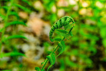 Green fern plants in the forest on spring