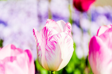 Beautiful pink tulip in a garden