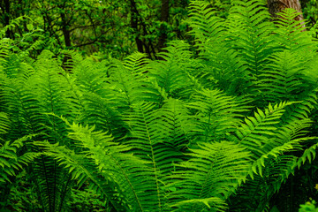 Green fern plants in the forest on spring