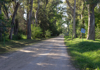 Dirt road in the forest.