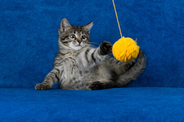 Kitty with yellow yarn ball, little grey tabby cat playing with skein of tangled sewing threads on blue background