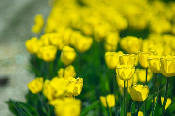 Obraz premium Close-Up Of Yellow Tulips On Field