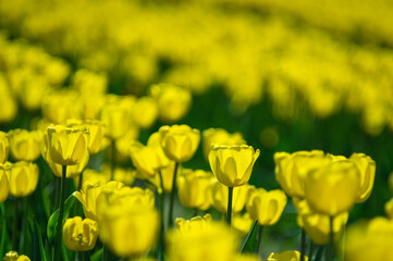 Close-Up Of Yellow Tulips On Field