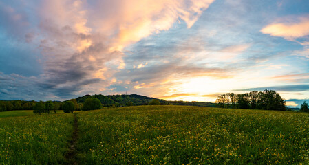 Obraz premium Blumenwiese, Hohenpeissenberg, Weilheim Schongau, Bayern, Oberbayern, Deutschland