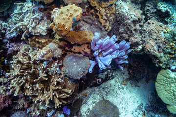 Naklejka na ściany i meble Close up photo of blue tube sponge in the middle of densely populated coral reef. Colorful reef colony in tropical sea of Indonesia, Bali.