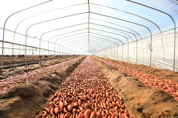 The sweet potato seeds are stacked on the seedbed in the greenhouse