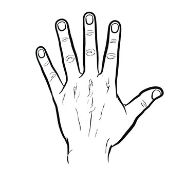 The back of the hand, outline version. Flat vector drawing isolated on white background, EPS 8.