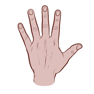 The back of the hand, colored version. Flat vector drawing isolated on white background, EPS 8.