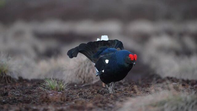 Black Grouse on spring bog ready for fighting, lekking. Spring colors of moors with black grouse, blackcock. Male Black Grouse lek game at sunrise. Lyrurus tetrix lekking in Estonia, Saaremaa swamp