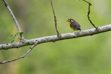 Leiothrix lutea  Japanese nightingale on the tree branch