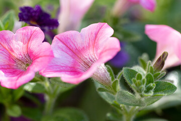 Macro Photography of Petunia flower